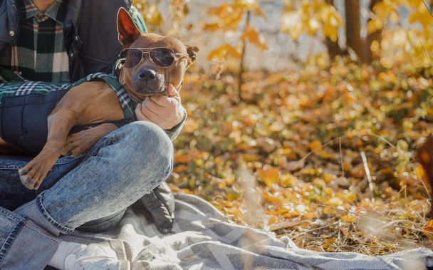 Funny dog in glasses looking cute stock photo - Photo, Image
