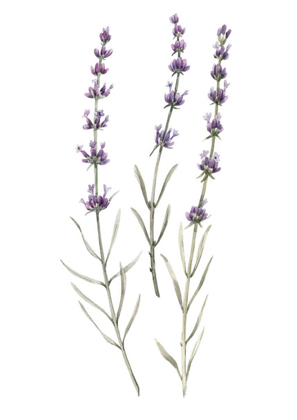 Beautiful watercolor floral bouquet with isolated lavanda flowers. Stock illustration. - Фото, зображення