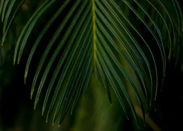 palm leaf in macro on a green background. background texture screensaver - Foto, Imagem