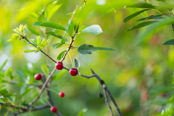 Sour cherry tree - Φωτογραφία, εικόνα