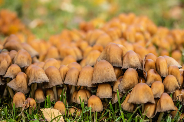 Coprinus micaceus grzyb w jesiennym parku - Zdjęcie, obraz