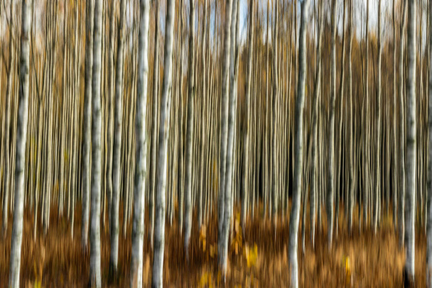 Αφηρημένη θολή φωτογραφία από το δάσος σημύδας το φθινόπωρο. Θόλωμα κίνησης. - Φωτογραφία, εικόνα