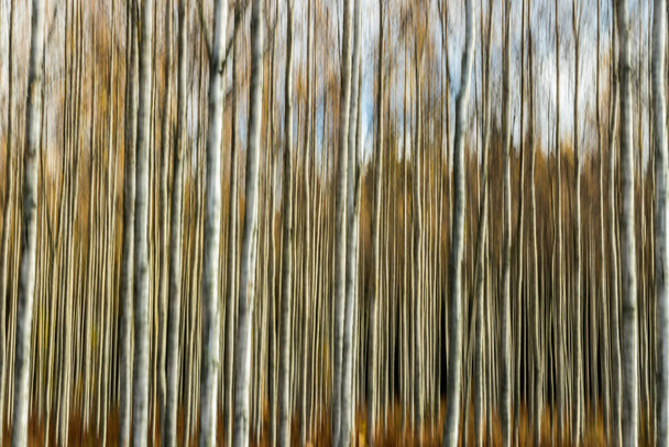 Foto astratta sfocata di betulla boschetto in autunno. Sfocatura movimento
. - Foto, immagini