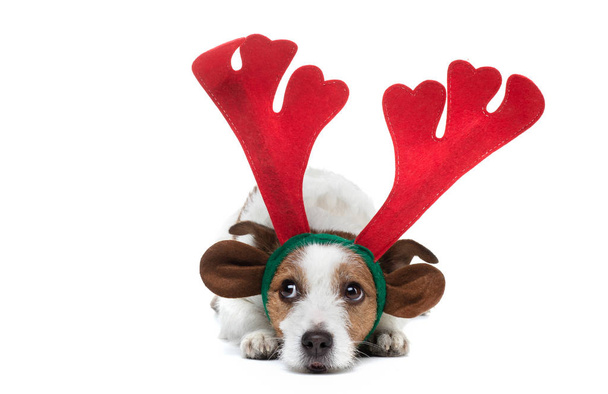 Jack Russell Terrier in New Years horns. Christmas pet. funny holiday animal - Фото, изображение