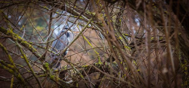 Grey heron ardea cinerea wild bird stood on perch of branch in l - Photo, Image