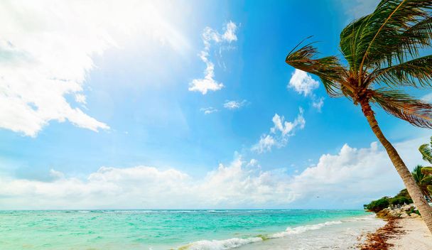 Παραλία σταφίδων στη Γουαδελούπη - Φωτογραφία, εικόνα