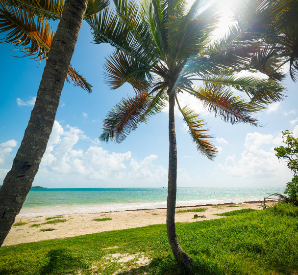 Palm bomen in Pointe de la Saline strand in Guadeloupe - Foto, afbeelding