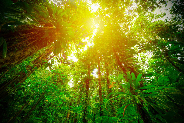 Magas fák a Basse Terre dzsungelen - Fotó, kép