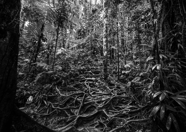 Korzenie w Basse Terre dżungli w czerni i bieli - Zdjęcie, obraz