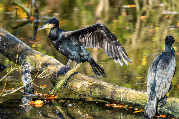The great cormorant, Phalacrocorax carbo sitting on a branch - Photo, Image