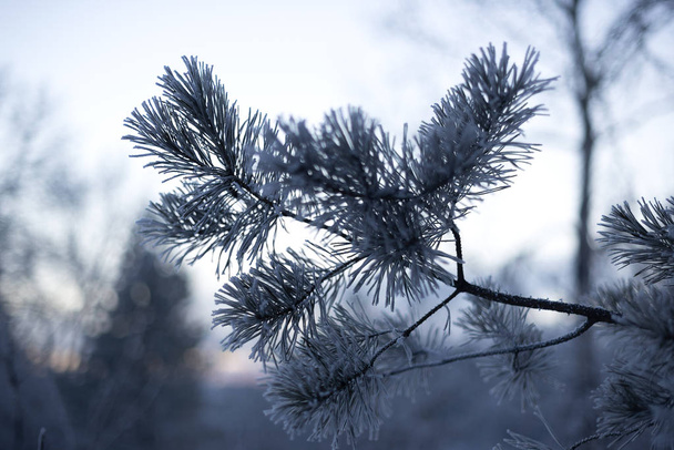 Frosted branch of a pine tree at sunset - Fotografie, Obrázek