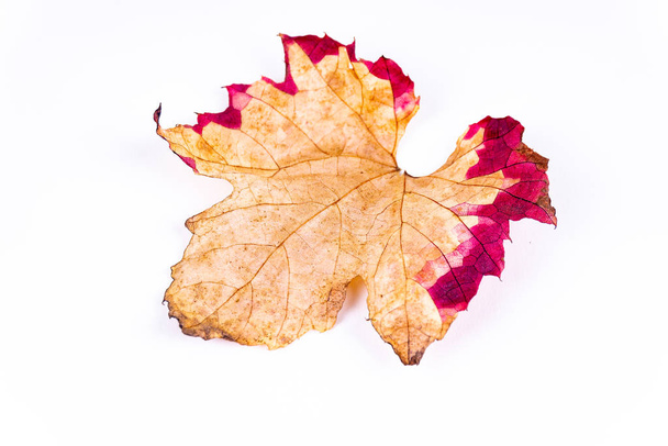 Fotokopi alanı beyaz arkaplanda renkli turuncu bir sonbahar yaprağı - Fotoğraf, Görsel