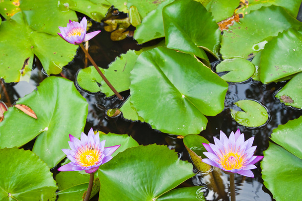 Три фиолетовых лилии воды на водном фоне с листьями
. - Фото, изображение