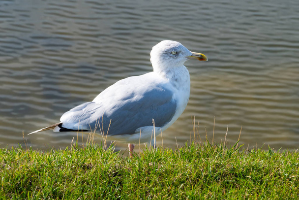 Close up of a sea gull on the green grass in the sunlight - Photo, Image