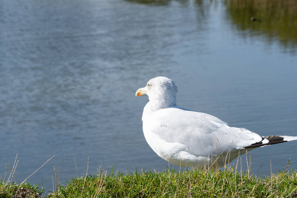 Close up of a sea gull on the green grass in the sunlight - Photo, Image