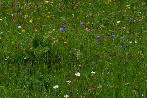 Um campo cheio de flores silvestres coloridas
 - Foto, Imagem