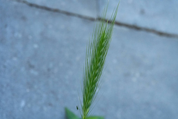 Um pequeno inseto em uma planta de cereais
 - Foto, Imagem