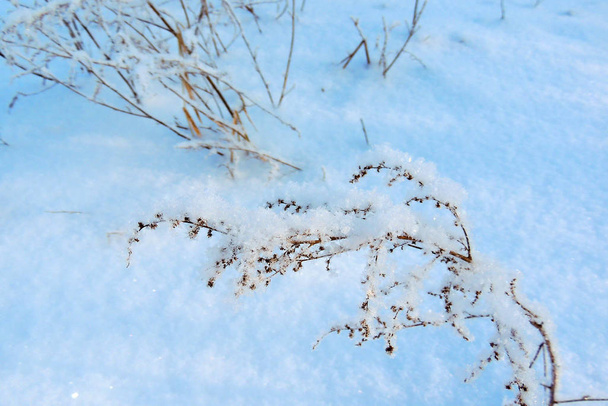 Снежная зима. снег. frare
 - Фото, изображение