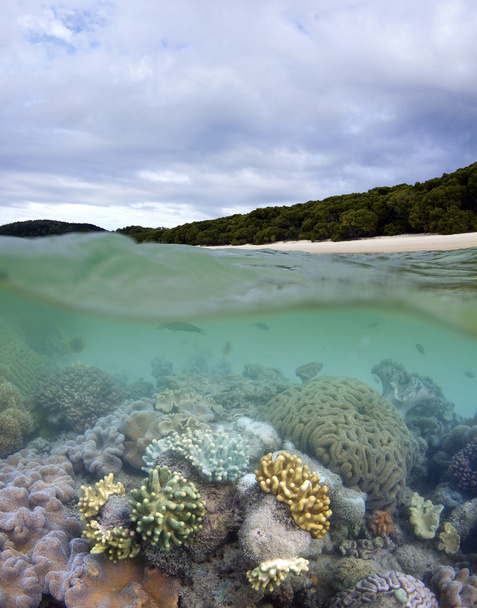 récif corallien whitehaven beach whitsundays - Photo, image
