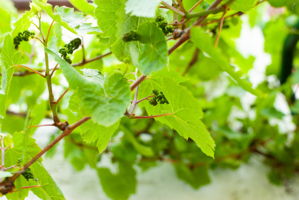 Wijnstok in de achtertuin - kleine verse groene druiven - Foto, afbeelding