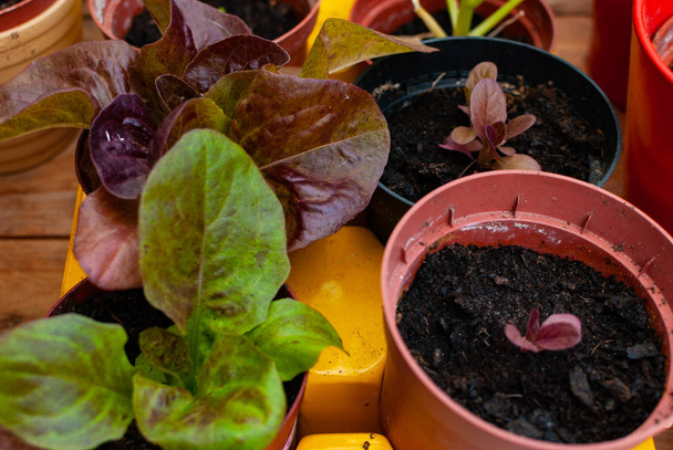 Evde yetiştirilen sebzeler - salata - arka bahçede. - Fotoğraf, Görsel