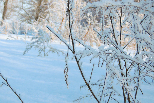 Χιονισμένο χειμώνα. Χιόνι. παγετός - Φωτογραφία, εικόνα