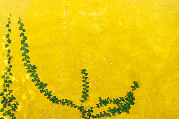 Mur en pierre jaune avec fond de texture de feuille verte
. - Photo, image