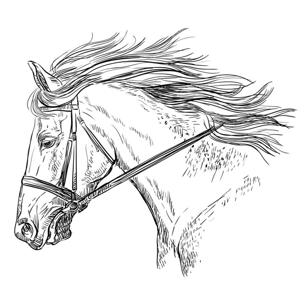 Horse portrait vector 30 - Vector, Image