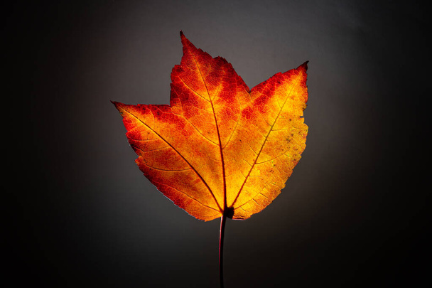 Un homenaje de otoño
 - Foto, imagen