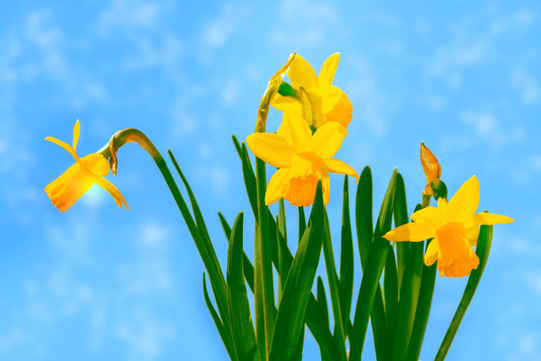Frühlingsblumen der Narzissen. - Foto, Bild