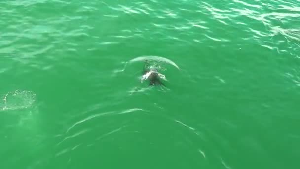 De zeeleeuw spuit water en drijft in het water. De zeeleeuw speelt in het water., - Video