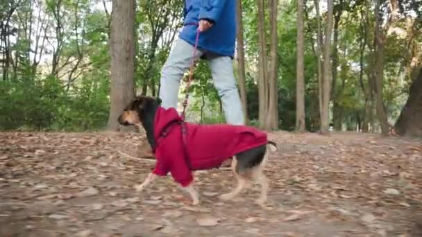 Μια γυναίκα σε αργή κίνηση που περπατάει με ένα σκύλο σε ένα πάρκο. Χαριτωμένο μικρό τεριέ κουτάβι τρέχει μέσα από το φθινόπωρο δάσος. - Πλάνα, βίντεο