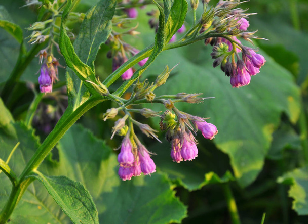 In the meadow, the common comfrey (Symphytum officinale) is bloo - Photo, Image