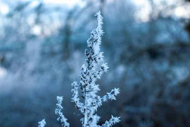 A branch full of frozen dew in the early winter morning during sunrise - Φωτογραφία, εικόνα