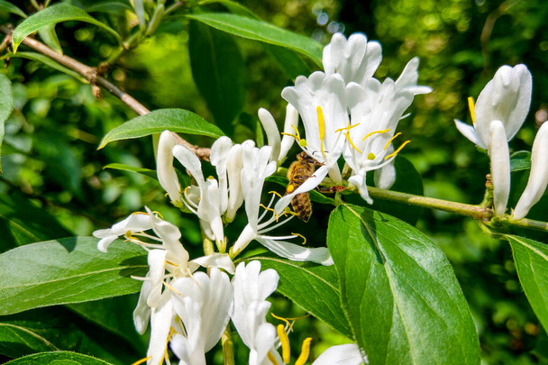 Japanese honeysuckle flowers Lonicera japonica, nature, spring. - Photo, Image