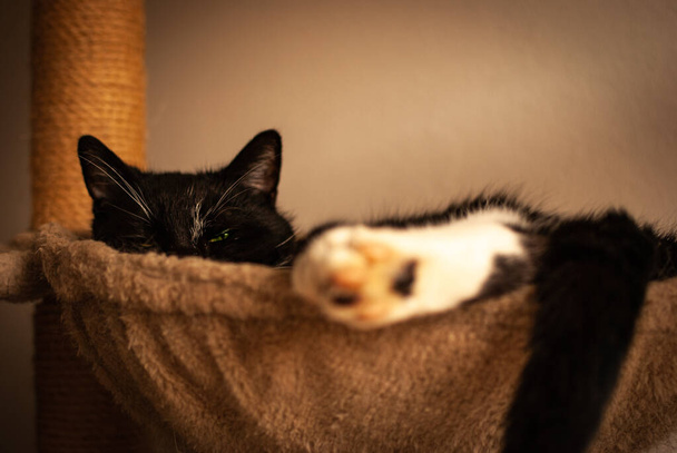 Jedna ospalá kočka odpočívající v hnízdě - Fotografie, Obrázek