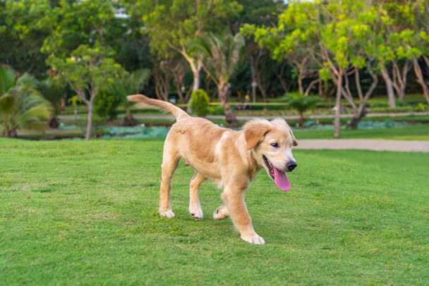 Drei Monate alter Golden-Retriever-Hund geht im Park spazieren - Foto, Bild