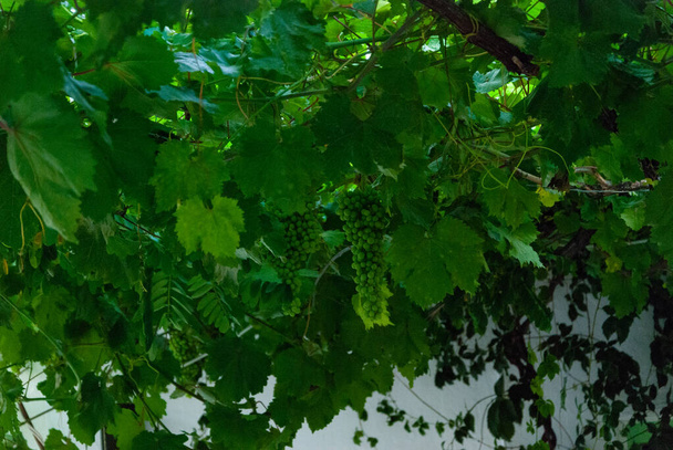 Неспелый виноград, свисающий с вершины при солнечном свете
 - Фото, изображение