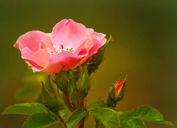Rosa, rosa mosqueta - el género y la forma cultural de las plantas de la familia de los rosas, arbustos de hasta 2 metros de altura. Las plantas silvestres crecen principalmente en climas templados. En total, hay alrededor de 300-400 especies
. - Foto, imagen