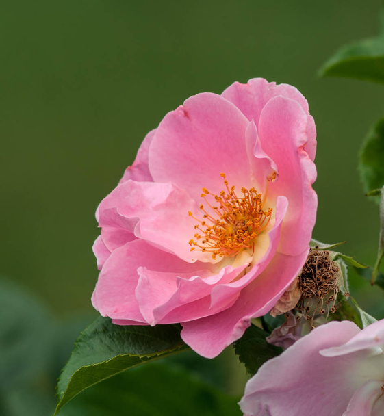 バラ、バラ-ピンクの家族の植物の属と文化的形態は、 2メートルの高さまで茂みします。野生植物は主に温帯気候で成長する。合計で約300-400種があります。. - 写真・画像
