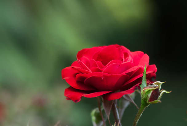 Rose, Hagebutte - die Gattung und Kulturform der Pflanzen der rosa Familie, Sträucher bis zu 2 Meter hoch. Wildpflanzen wachsen hauptsächlich in gemäßigten Klimazonen. Insgesamt gibt es etwa 300-400 Arten. - Foto, Bild