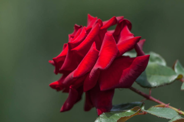 Rosa, rosa mosqueta - el género y la forma cultural de las plantas de la familia de los rosas, arbustos de hasta 2 metros de altura. Las plantas silvestres crecen principalmente en climas templados. En total, hay alrededor de 300-400 especies
. - Foto, Imagen