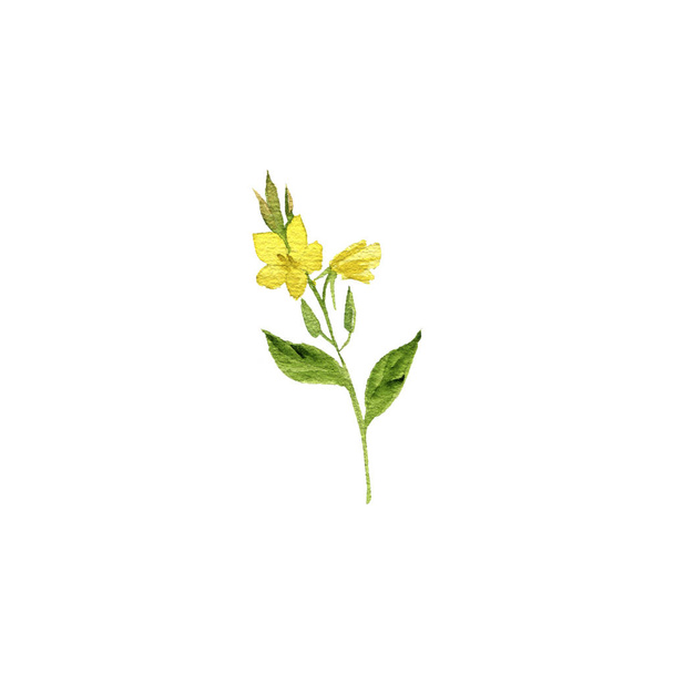 watercolor drawing evening primrose plant - Fotografie, Obrázek