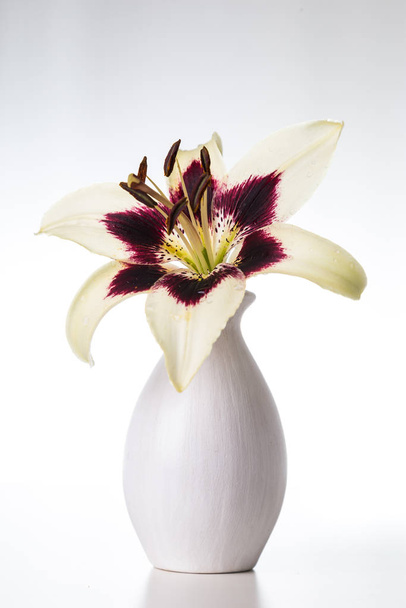 Image with a lily. - Photo, Image
