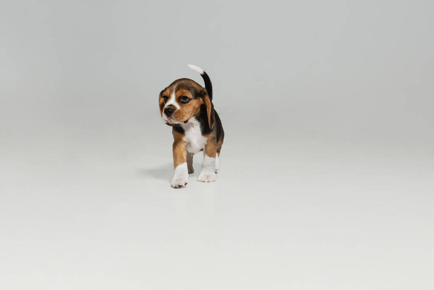 Studio shot of beagle puppy on white studio background - Фото, зображення