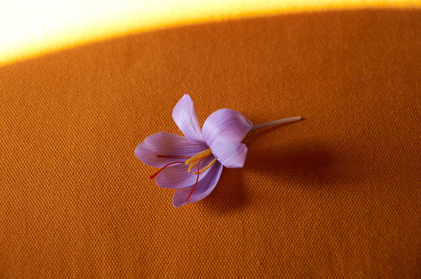 Saffron flor Bud abrir close-up. Tempero açafrão caro
 - Foto, Imagem