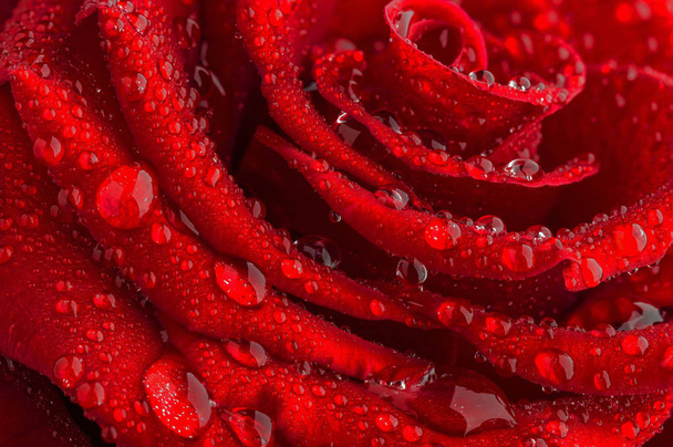 Druppels water op de blaadjes van een rode roos verlicht door de ochtendzon. - Foto, afbeelding