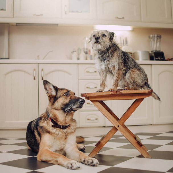 two dogs posing together indoors in the kitchen - Fotó, kép