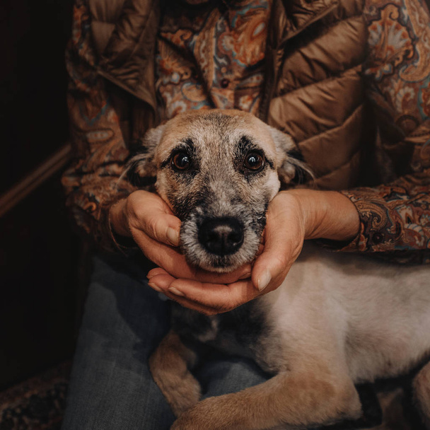 所有者が屋内で開催されている混合品種犬の肖像画 - 写真・画像