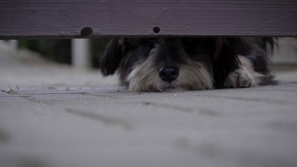 Hond bewaken van het huis kijkt uit in de kloof onder het houten hek - Video
